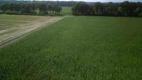 Green corn field aerial view