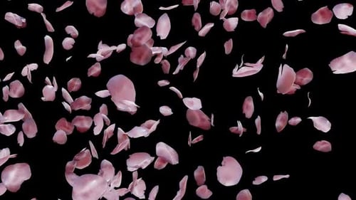 Falling Pink Petals Alpha Channel Overlay