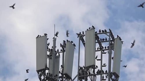 Flock Of Starling Birds Settled On The Top Of The Mobile Cell Phone Base Station Tower