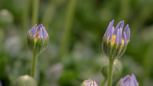Time Lapse of Blue Daisies Blooming in Sunlight