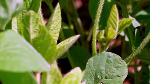 Soybean plants with flowers on cultivated soybean field