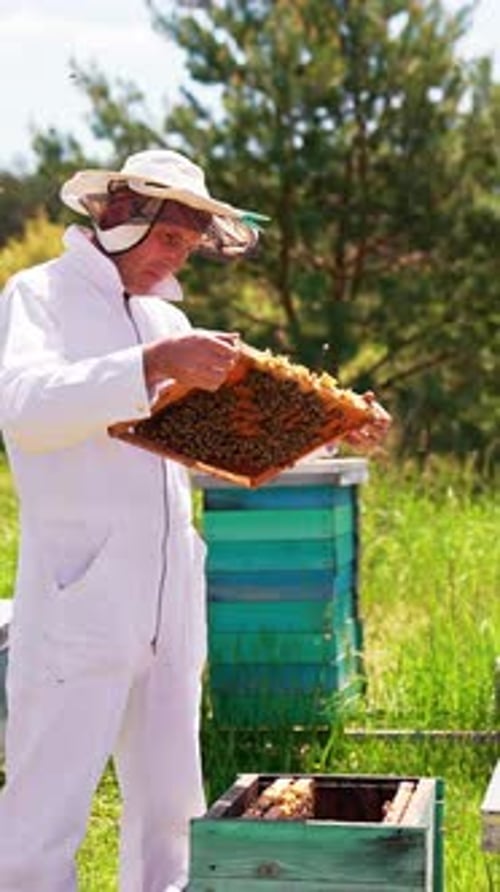 Beekeeper Inspecting Honeycomb Frame at Sunny Rural Apiary