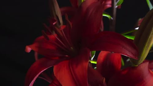 Close up video of a red colored lily flower in front of a black background, well lit with lights.