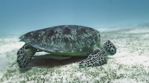 Green Sea Turtle foraging for food along the sand covered ocean floor