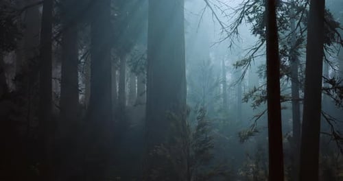 Misty Forest Landscape Showing Tall Trees and Dense Fog in Tranquil Setting