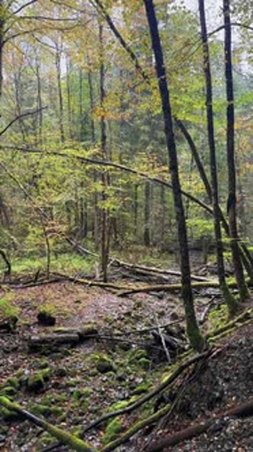Wet humid forest grounds, dense nature canopy Switzerland outdoor Europe green foliage