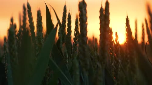 Green Wheat Field at Sunset Ukrainian Bread Grain Agricultural Fertility Crops