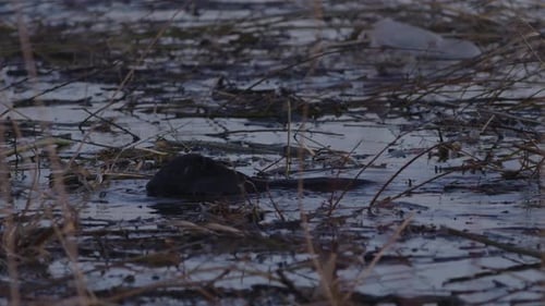Biber schwimmen im ruhigen Seewasser in der Morgen- und Abenddämmer