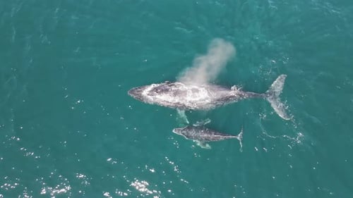 Young whale calf and adult mother surfacing for breath, 4K aerial view