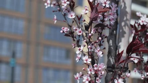 Un prunier Cistena en fleurs à l'arrière-plan d'un immeuble de grande hauteur