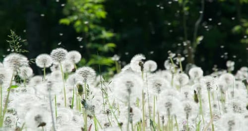 Dandelion Seeds Soar Up Above The Field