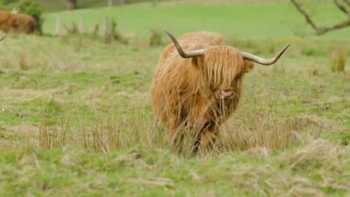 Highland cow with long horns and shaggy fur grazing in a lush green field in Scotland