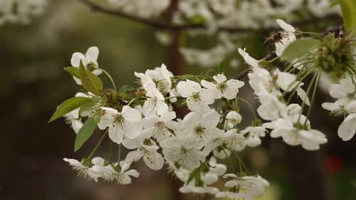 Close Up Honey Bee Diligently Pollinating Delicate White Cherry Blossoms Swaying in the Wind The Bee