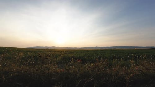 Wheat Field Landscape in Siena