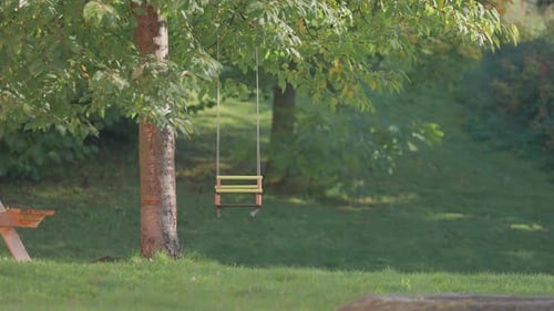 A rustic swing hangs from the sturdy branch of a tree