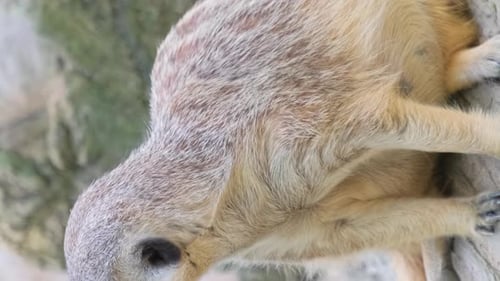 Attentive Meerkat Surveys its Surroundings