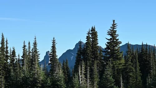 Drone footage of alpine forest and rugged mountain peaks under clear blue sky in Pacific Northwest w