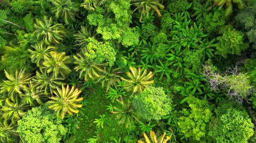 Dense Green Tropical Rainforest in Thailand