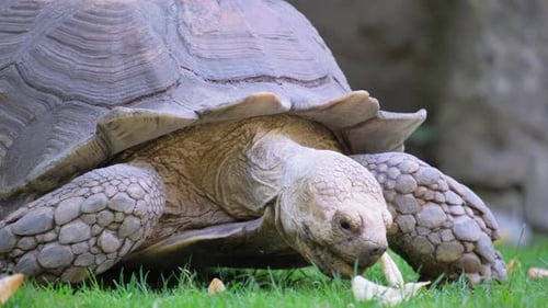 Turtle Crawls on the Ground and Eats Grass
