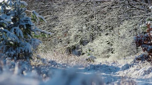 Snowbound Beautiful Forest at Sunny Frosty Winter Day. White Soft Snow Covering