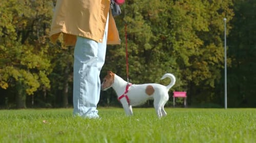 Woman Walking Jack Russell Terrier Dog on Leash in Green Park