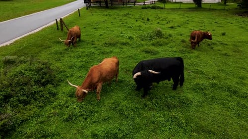Slovenia Highland Cattle Aerial Drone 3.mp4