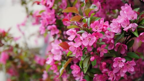 Blooming Pink Flowers on Tree Branch in Spring