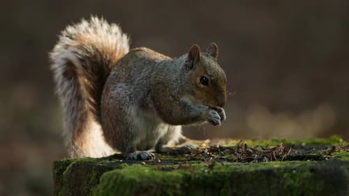 Östliches Grauhörnchen frisst eine Nuss, die auf einem moosigen Baumstamm des Waldes thront
