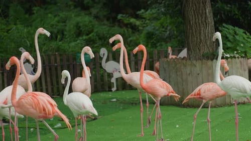 Pink Flamingos Relax in Greenery Graceful Flamingos Standing Among Lush Foliage Serene Flamingos are
