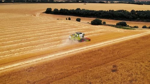 Harvester Collect Wheat on Agriculture Field
