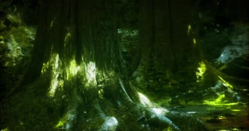 Majestic Trees Illuminated By Sunlight in a Tranquil Forest Setting