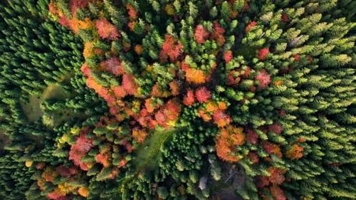Aerial top view of Fall in forest. Mixed forest, green conifers, deciduous trees with orange leaves.
