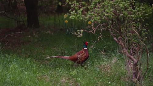 Ring-necked Pheasant Bird Standing Still On Grassy Ground