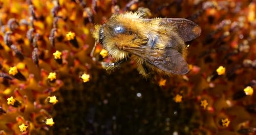 Honeybee Collecting Nectar from Vivid Yellow Sunflower