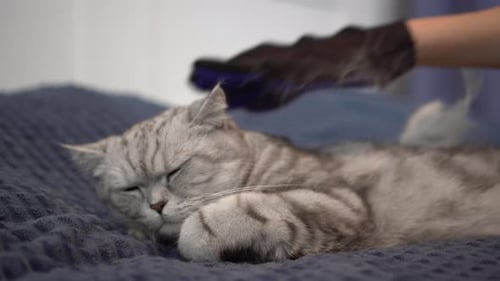 Grey Tabby Cat Being Groomed Indoors