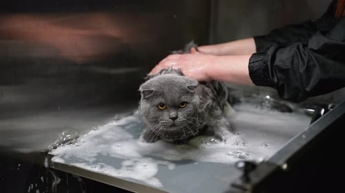 Cat Getting Groomed in a Pet Grooming Tub