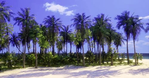 Tropical Paradise with Lush Palm Trees and Clear Blue Skies at the Beach