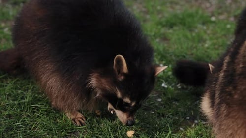 Green Foraging Urban Raccoons Daytime Foraging