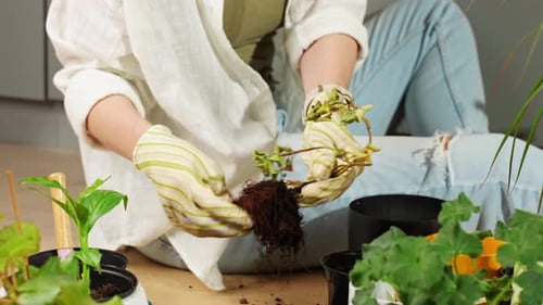 Woman Repotting Plant with Exposed Roots in Home Garden
