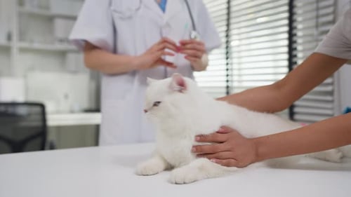 Close up of female veterinarian examine kitten at veterinary clinic.