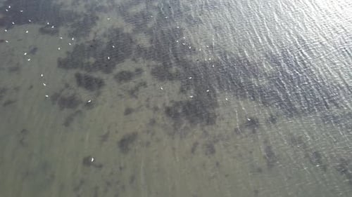 White Birds on Sea
