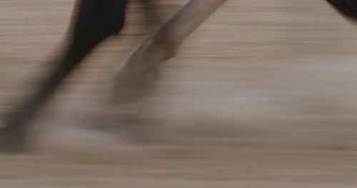 Horse hooves galloping on sand racetrack. slow motion, slow shutterspeed.
