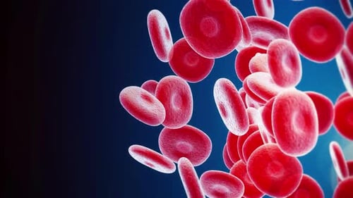 Detailed Red Blood Cells Flowing Medical Animation