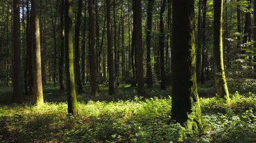 Aerial View of Forest Trees Woodland Landscape Scenery