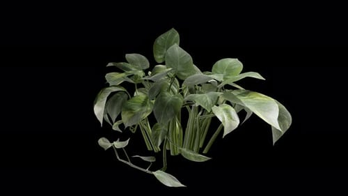 Pothos Plant Swaying In Summer Wind, Realistic Animation