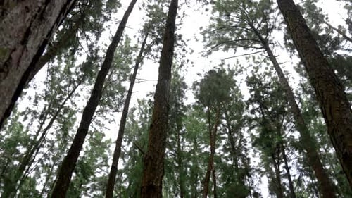 Pine tree in deep a forest