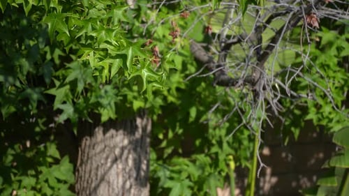 Leaves on a tree in the wind