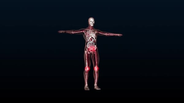 3D Human Anatomy Animation: Skeleton and Internal Organs, Backgrounds ...