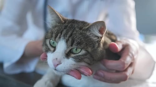 Veterinarian Examining Relaxed Tabby Cat Close-Up