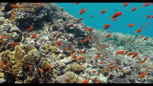 Dive into the Colorful World Under the Sea: Close-up of a Slowly Swimming Fish on the Surface 4K